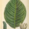 Cucumber Tree (Magnolia acuminata).