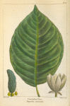 Cucumber Tree (Magnolia acuminata).