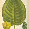 Heart-leaved Cucumber Tree (Magnolia cordata).