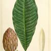 Umbrella Tree (Magnolia tripetala).