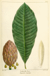 Umbrella Tree (Magnolia tripetala).