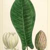 Long-leaved Cucumber Tree (Magnolia auriculata).