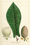 Long-leaved Cucumber Tree (Magnolia auriculata).