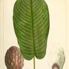 Large-leaved Umbrella Tree (Magnolia macrophylla).