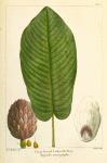 Large-leaved Umbrella Tree (Magnolia macrophylla).