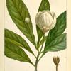 Loblolly Bay (Gordonia lasyanthus).
