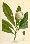 Loblolly Bay (Gordonia lasyanthus).