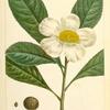 Franklinia (Gordonia pubescens).