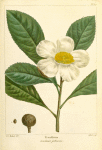 Franklinia (Gordonia pubescens).