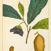 Papaw (Annona triloba).