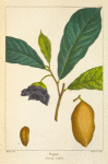 Papaw (Annona triloba).