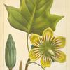 Poplar or Tulip Tree (Lyriodendrum tulipifera).