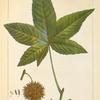 Sweet Gum (Liquidambar styraciflua).