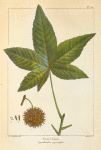 Sweet Gum (Liquidambar styraciflua).