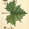 Button Wood (Platanus occidentalis).