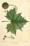 Button Wood (Platanus occidentalis).