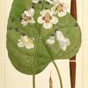 Catalpa (Bignonia catalpa).