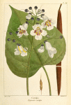 Catalpa (Bignonia catalpa).
