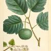 Crab Apple (Malus coronaria).