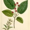 June Berry (Mespilus arborea).