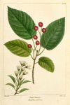 June Berry (Mespilus arborea).