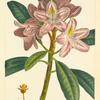 Dwarf Rose Bay (Rhododendrum maximum).