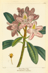 Dwarf Rose Bay (Rhododendrum maximum).