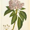 Mountain Laurel (Kalmia latifolia).