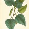 Canoe Birch (Betula papyracea).