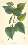Canoe Birch (Betula papyracea).