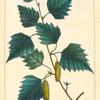 Common European White Birch (Betula alba).