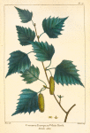 Common European White Birch (Betula alba).