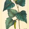 White Birch (Betula populifolia).
