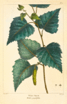 White Birch (Betula populifolia).