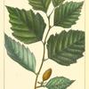 Red Birch (Betula rubra).