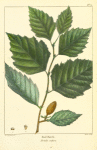 Red Birch (Betula rubra).