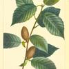 Yellow Birch (Betula lutea).