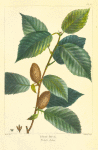 Yellow Birch (Betula lutea).