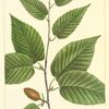 Black Birch (Betula lenta).