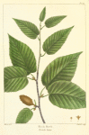 Black Birch (Betula lenta).