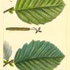 1. Common Alder (Alnus surrulata); 2. Black Alder (Alnus glauca).