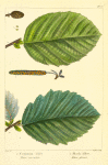 1. Common Alder (Alnus surrulata); 2. Black Alder (Alnus glauca).