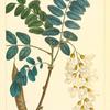Locust (Robinia pseudo acacia).