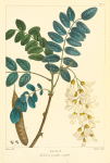 Locust (Robinia pseudo acacia).
