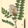 Rose-flowering Locust (Robinia viscosa).
