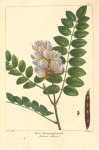 Rose-flowering Locust (Robinia viscosa).