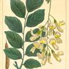 Yellow Wood (Virgilia lutea).
