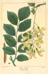 Yellow Wood (Virgilia lutea).