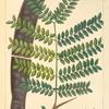 Sweet Locust (Gleditsia triacanthos).