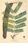 Sweet Locust (Gleditsia triacanthos).